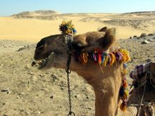 1435 Larry's handsome camel.JPG