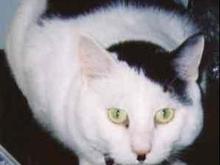 hitlercat.jpg