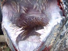 fishmouth