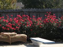 roses1