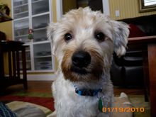 dexter