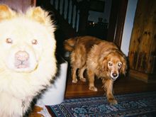 Dakota and Indigo.jpg