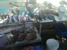 blue fish