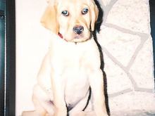 mollypuppy3.jpg