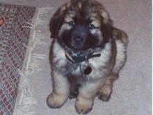 Sam by the Carpet.jpg