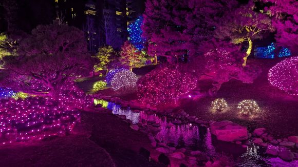 ^1-5-2026.  Blossoms of Light at the Denver Botanic Gardens.