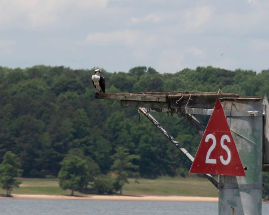 Adult osprey manning a wave marker.
