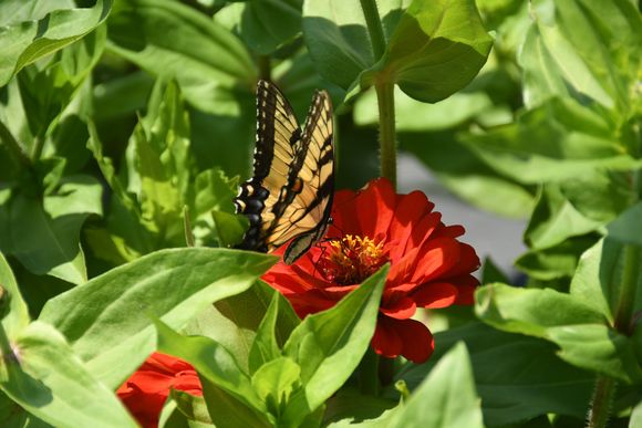 More butterflies