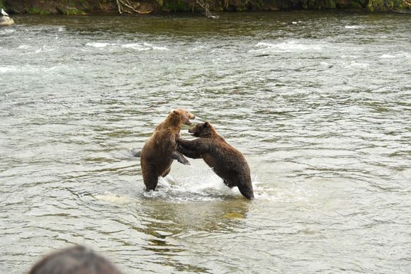 Bear fight!!!