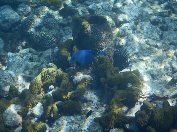Blue Fish