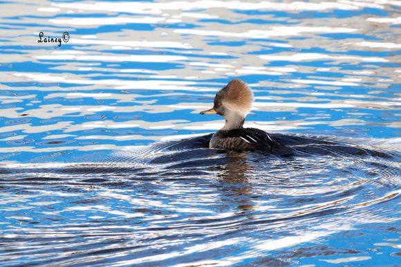 Merganser in the river. The water is brackish so unlike the ponds, it's not frozen. 