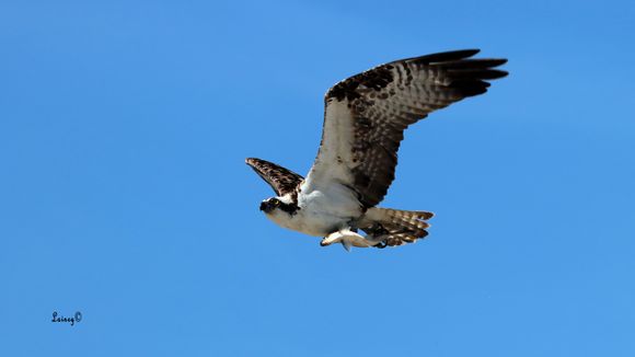 This guy flew by with me his prize as I got out of the car. 