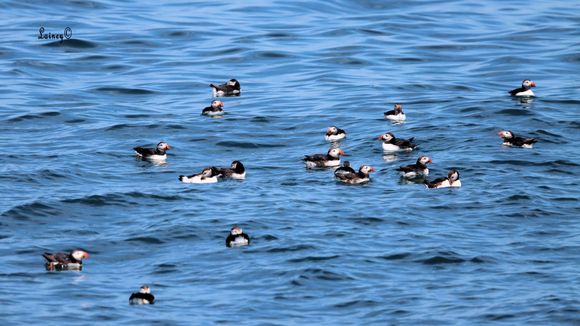 A group of them swimming together is called a raft