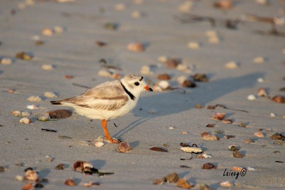 Piping Plover and his shadow