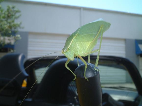 carbug.JPG