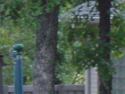 Backyard 012.jpg