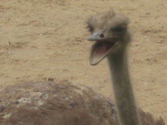 Zoo_5-30-04 018.jpg