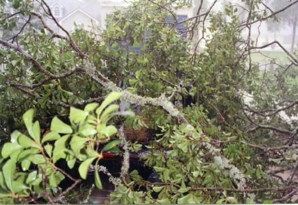 S vs Tree 1 (2).jpg