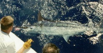 marlin