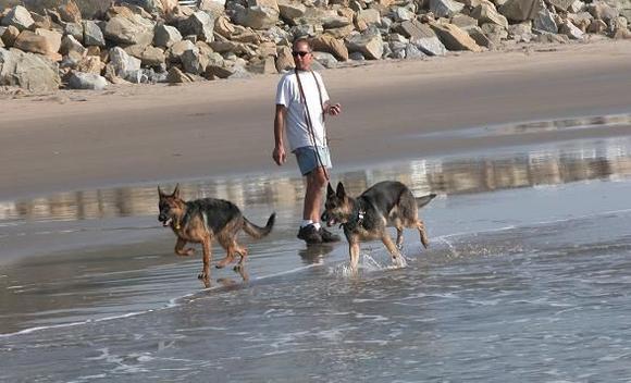 11-26-04 Dogs and AK on beach