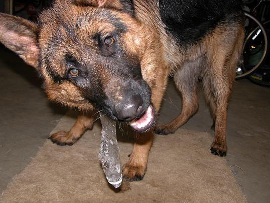 1-7-05 Rogue and bottle