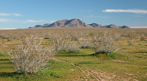 Jan. 29, 2005 Green desert