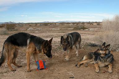 050116 Dogs at Cal City.JPG