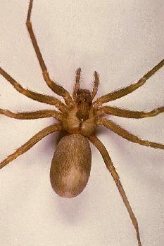 Brown Recluse3.jpg