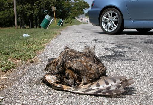 050713 OK roadkill owl.JPG