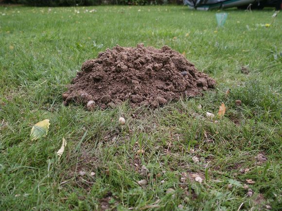 My mole