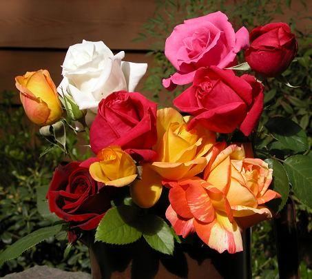 051106 roses 4264.JPG