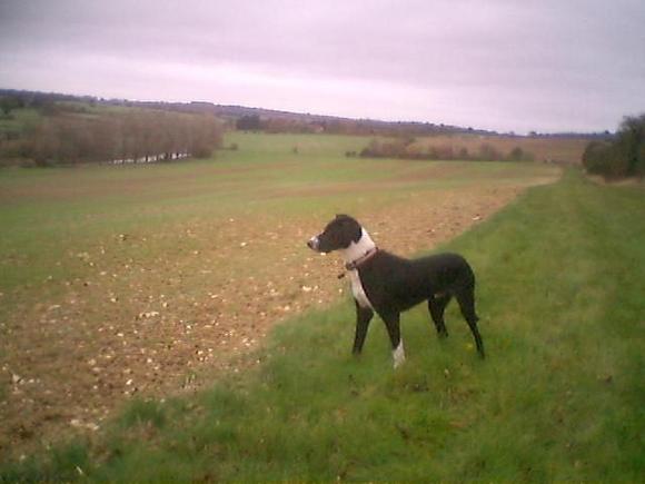 On the Gallops above the village