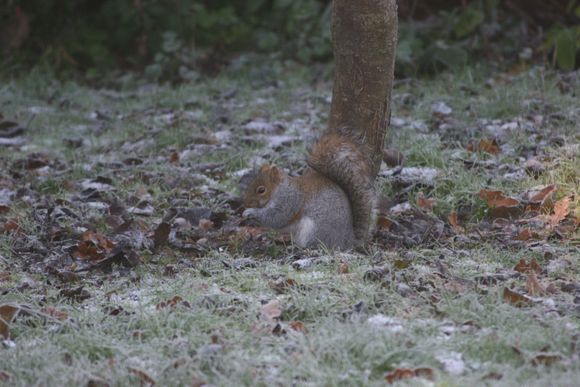 Ashridge 017.jpg
