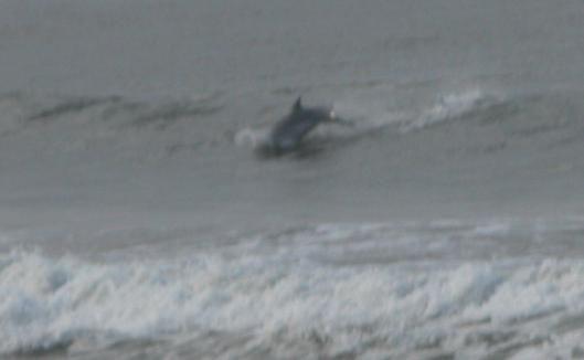 051125 One Dolphin 4357.JPG