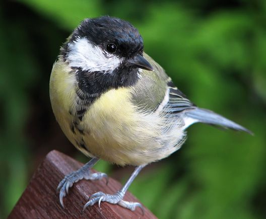Great_Tit_(Parus_major)_1-3.jpg