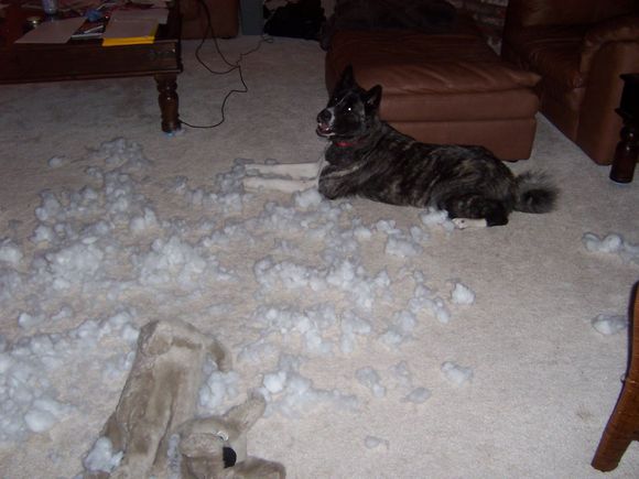 attackdog 003.jpg