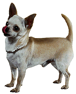 chihuahua.gif