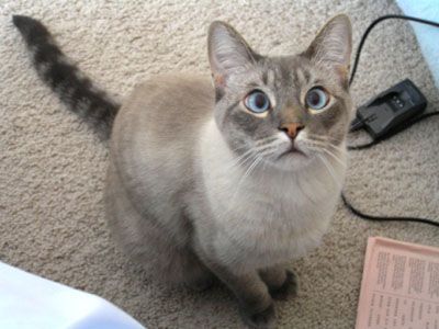 chocopaws3.jpg