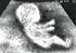 baby shifter.gif