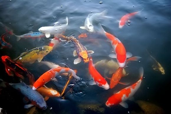 Koi