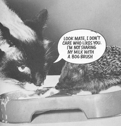 Puss7.bmp