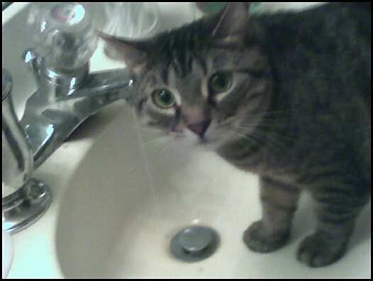 stella in the sink.jpg