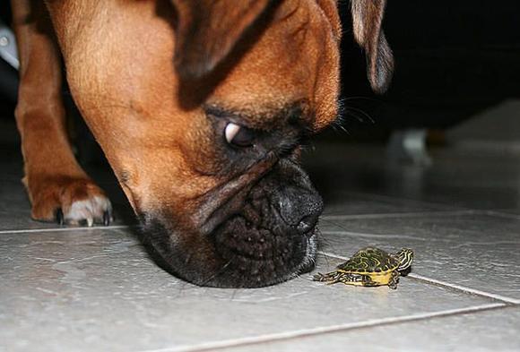 luna-turtle.jpg