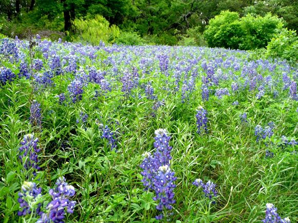 Bluebonnets 2007-2