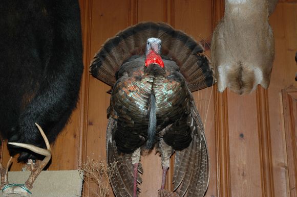 Turkey Mount
