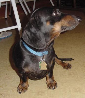 doggyg.jpg