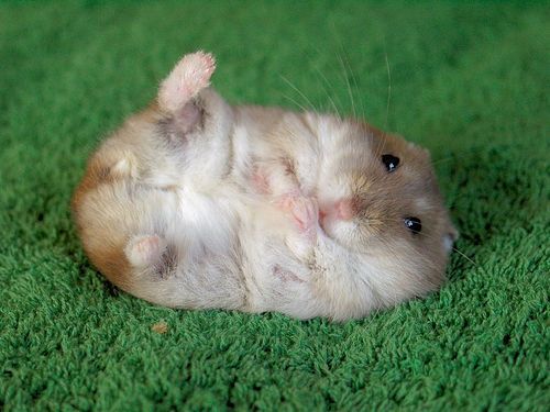 hamster[1].jpg