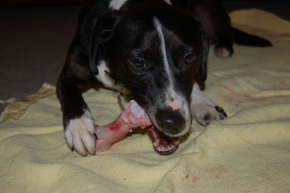 eating bone 3.jpg