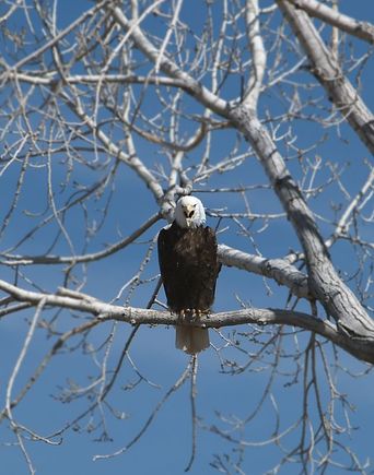 Eagle Yell.jpg