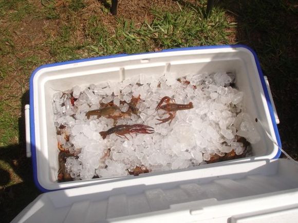 Wake the Crawfish 2008 069.JPG